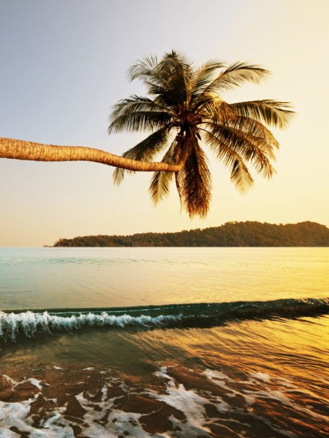 Flora and Fauna of Andaman and Nicobar Islands