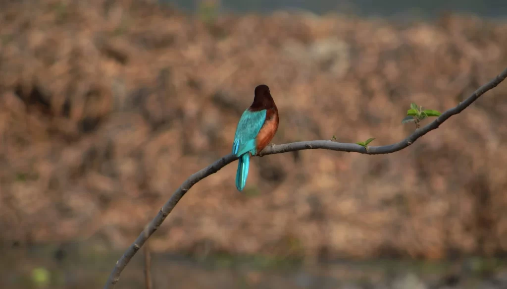 Birdwatching - Nane - Ghat - Pune