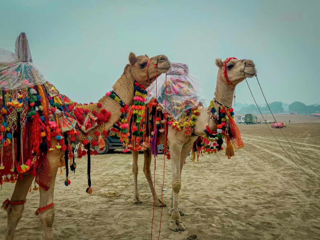 Pushkar Camel Fair 2025