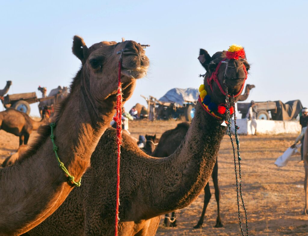 Pushkar Camel Fair 2025 Guide: Routes, Rituals & Travel Tips