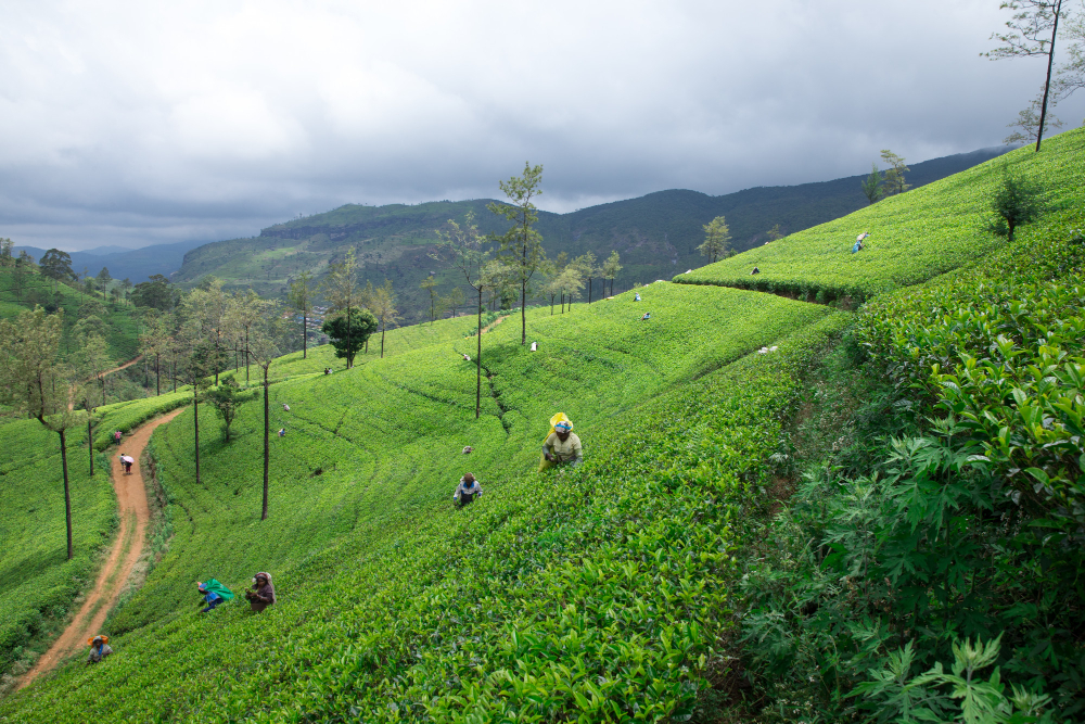 Misty green coffee plantation hills of Coorg with a waterfall visible in the Western Ghats background
